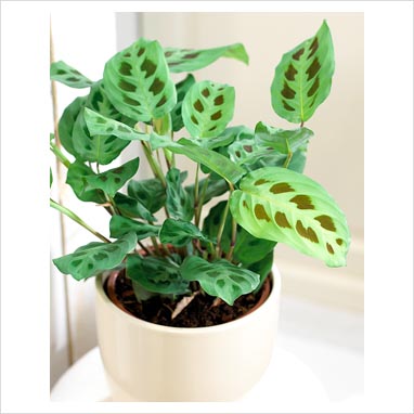 مارانتا کرشووینا